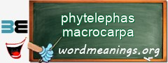 WordMeaning blackboard for phytelephas macrocarpa